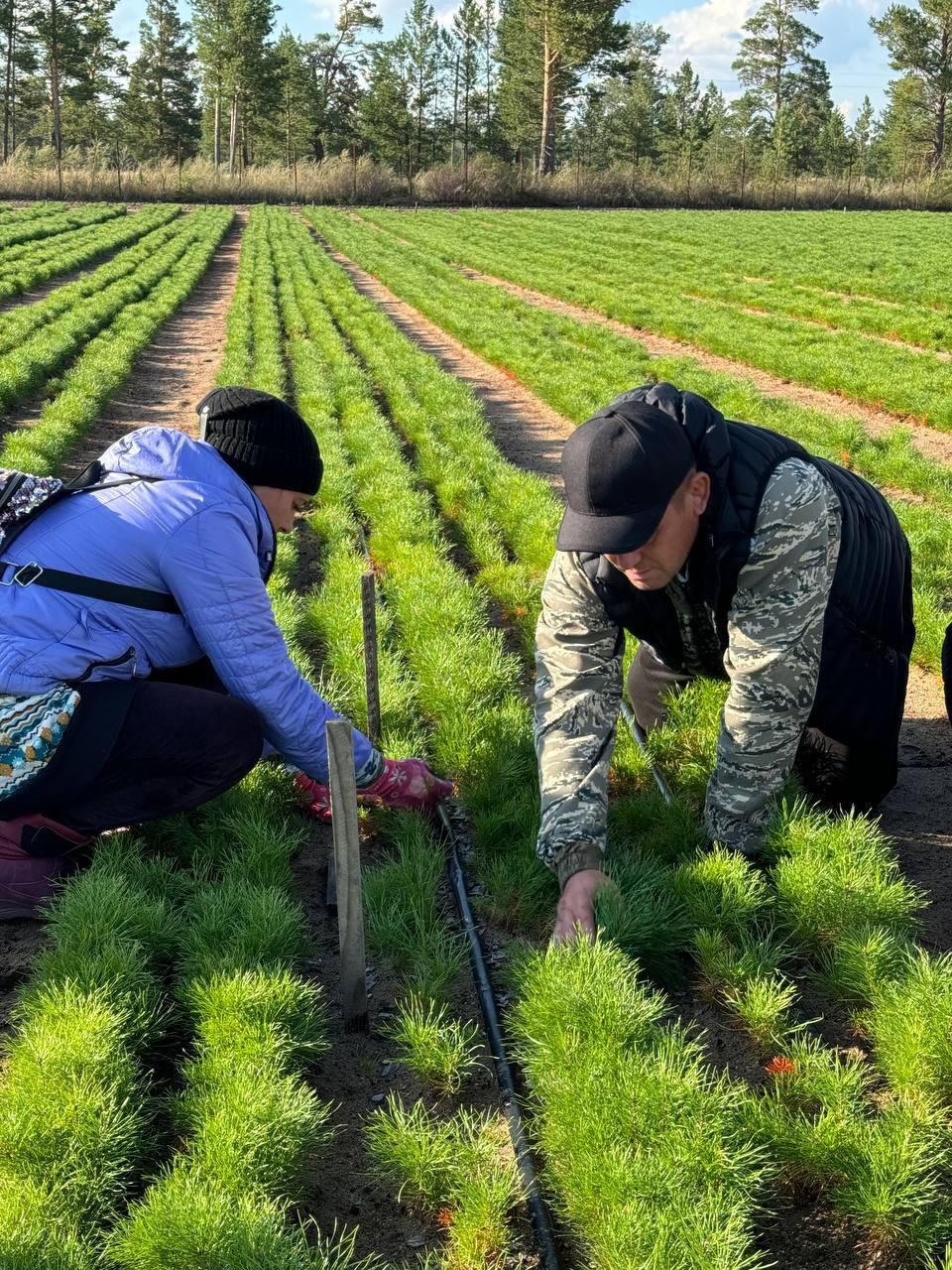 Teriskeıdiń ıen baılyǵy: Ertis ormanyndaǵy shyǵynnyń orny tola ma?