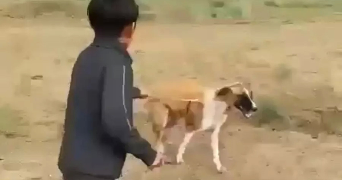 Aqtóbede mektep oqýshysy ıtti aıaýsyz pyshaqtaǵan