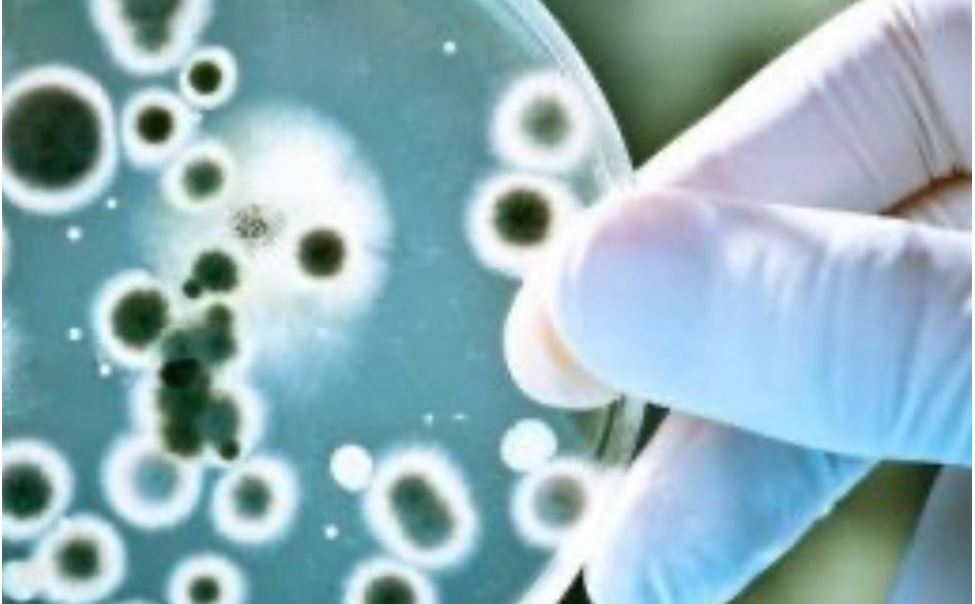 Sibir jarasymen syrqattanǵandar sany  eki ese azaıǵan