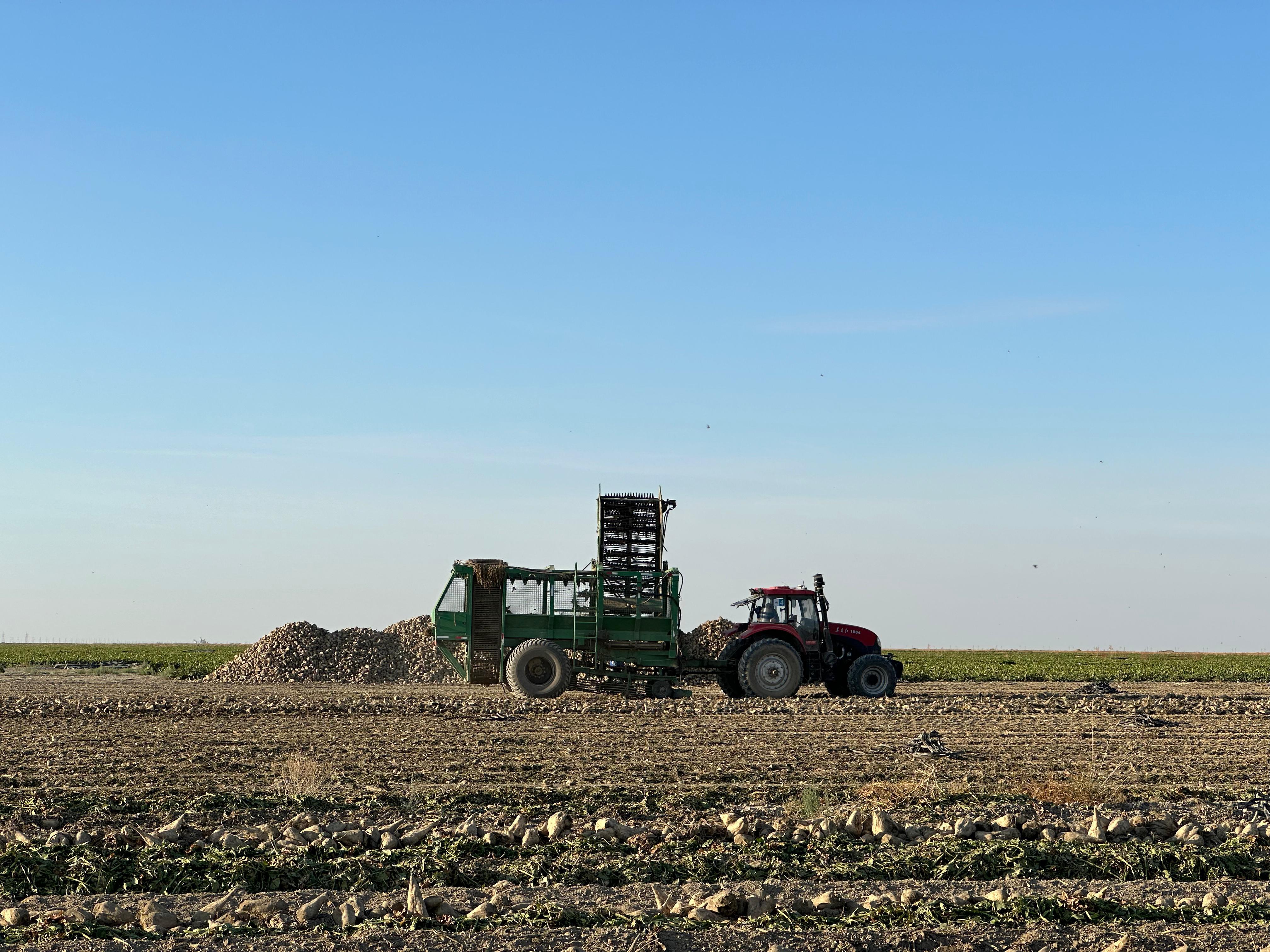 Alakóldik dıqandardyń ónimi mol