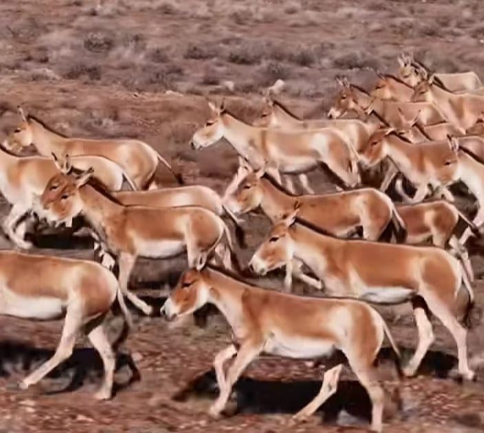 «Altynemel» parkinde qulandar kóbeıgen