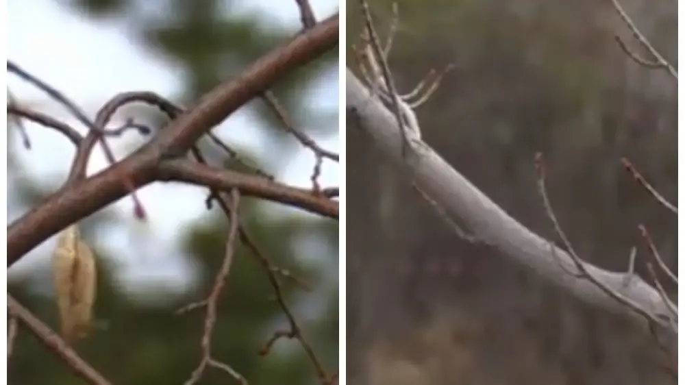 Pavlodarda aǵashtar búrshik jardy