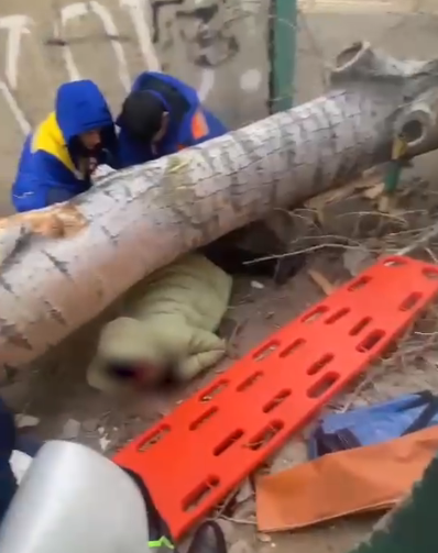 Pavlodarda qatty jelden aǵash qulap, áıel kóz jumdy