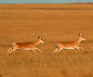 Jıren ań qashan keledi