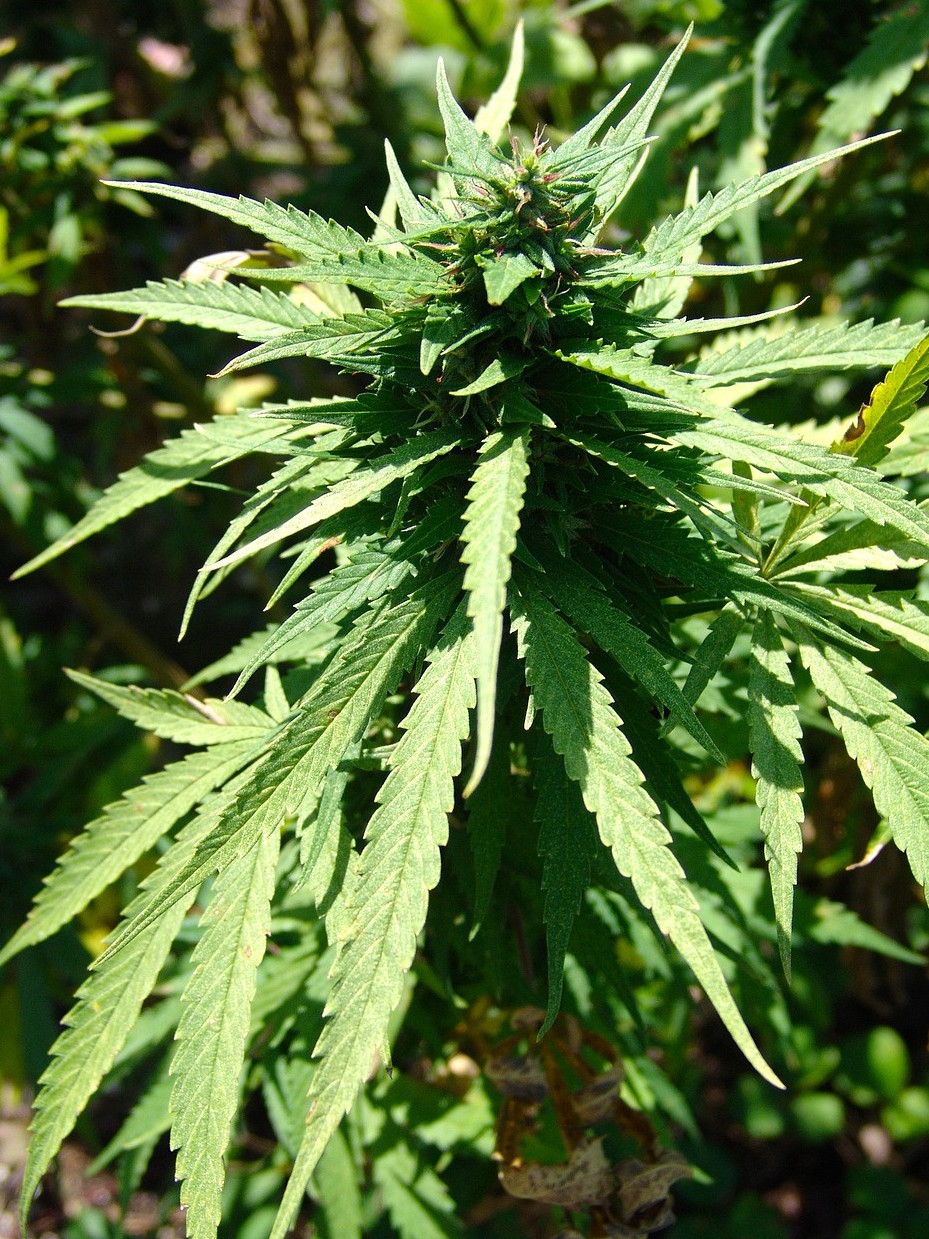 Zańsyz aınalymnan 21,5 tonna esirtki tárkilendi