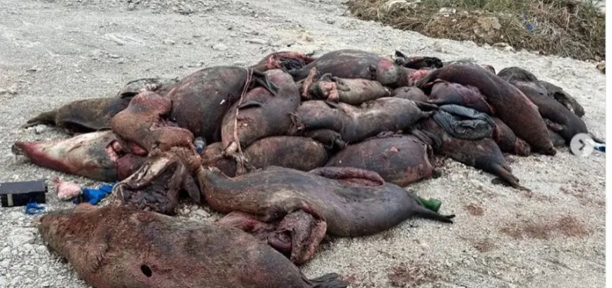 Mańǵystaý oblysynda qyrylǵan ıtbalyqtar sany 700-den asyp ketti