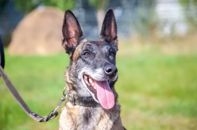 Qyzmettik ıtterdiń kómegimen 3,5 myńnan astam qylmys ashylǵan