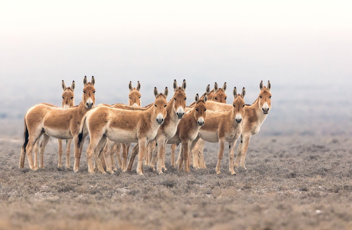 «Altyn Emeldegi»  erekshe festıval