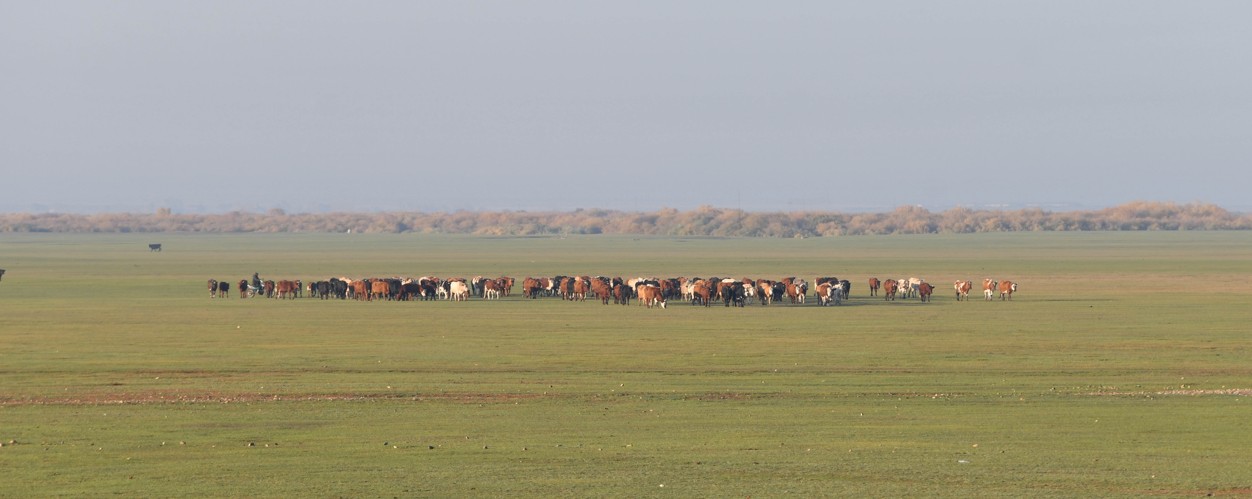 Maqsatsyz jumsalǵan sýbsıdııa