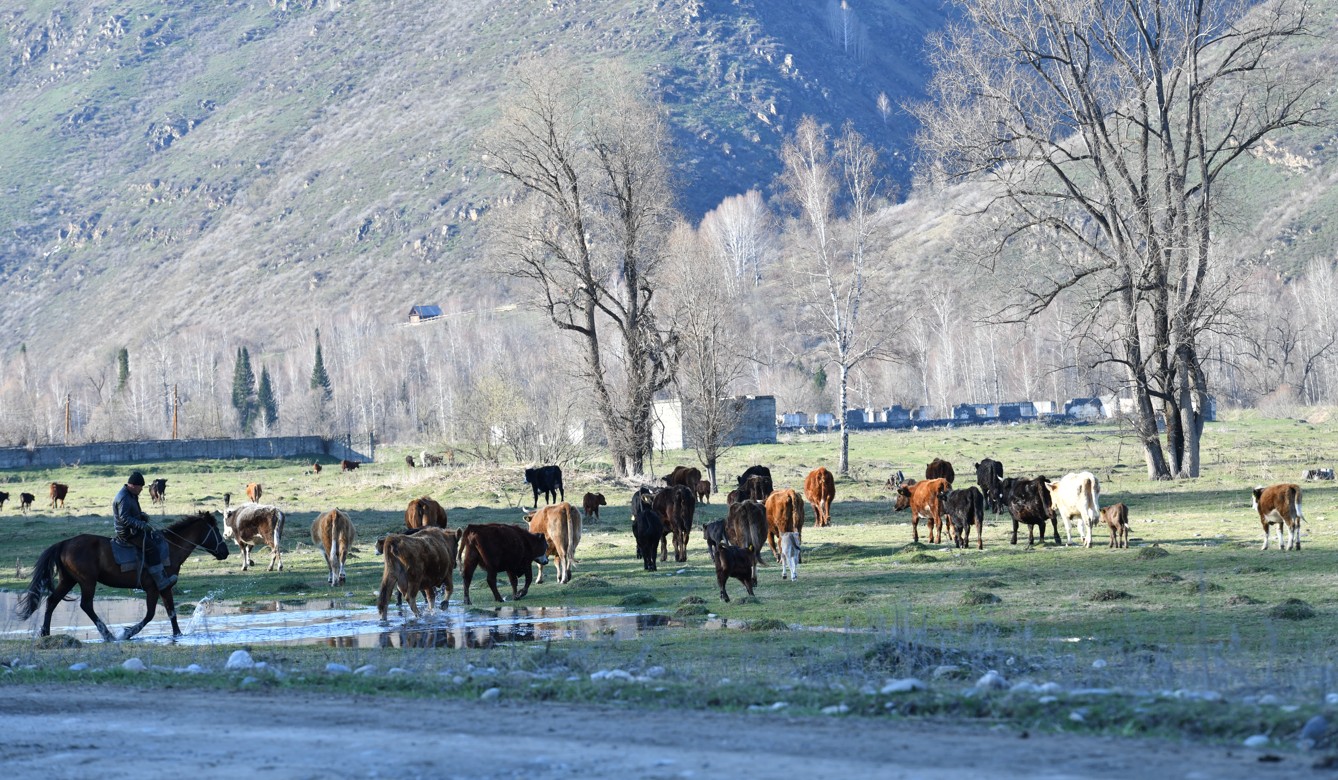 Mal urlyǵy mazany alyp tur