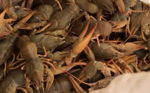 ShQO azamaty 240 keli tiri shaıandy zańsyz tasymaldaǵan