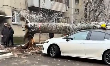 Almatyda kólik ústine aǵash qulaǵan