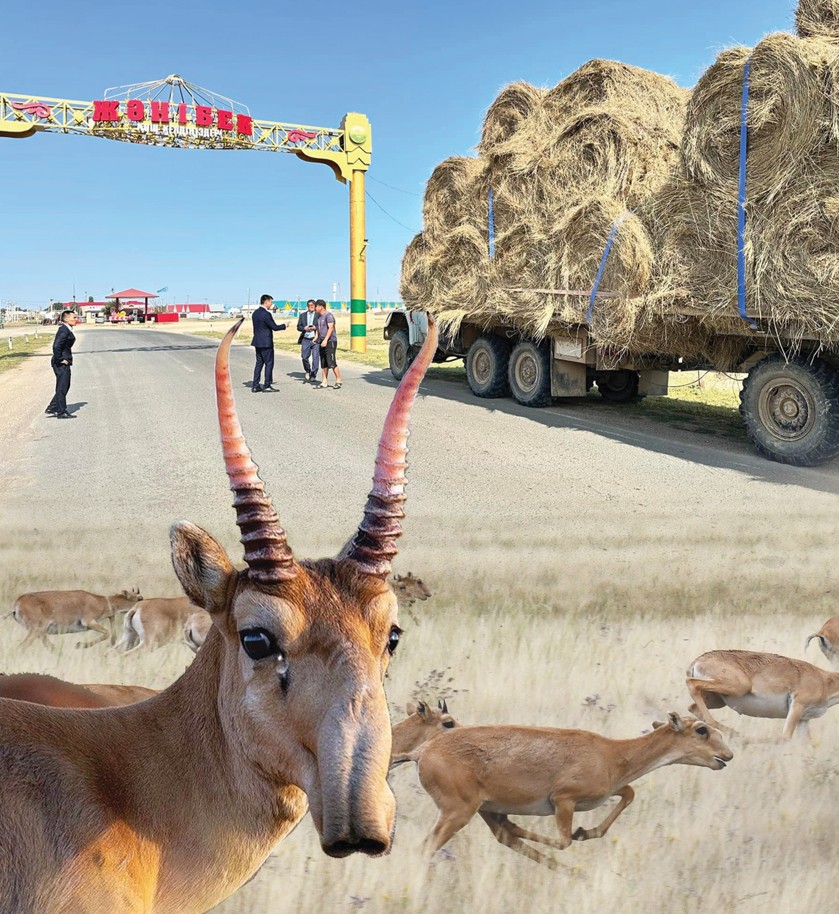 Kıikke joq shekara...