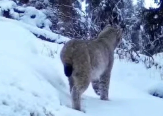 Qar barysy men Túrkistan sileýsini fototuzaqqa ilindi
