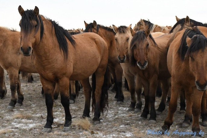 Túlikti asyldandyrý zertteledi