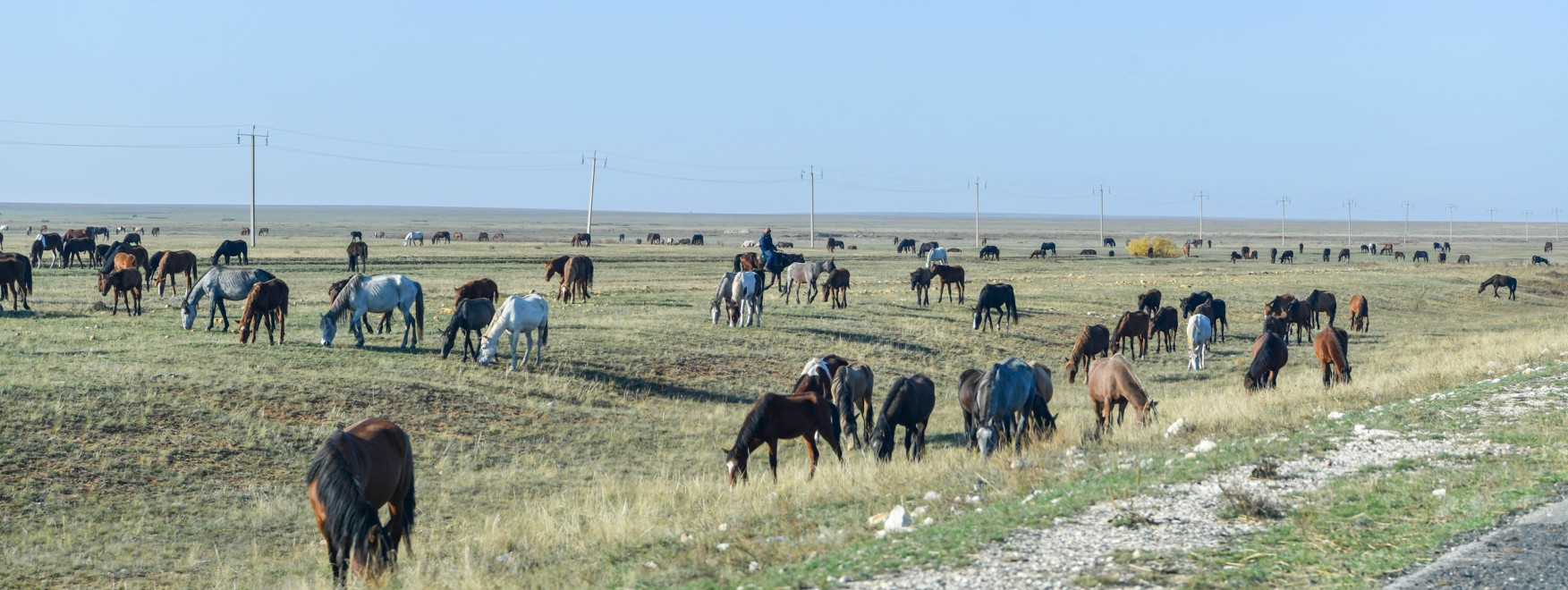 Jylqy sharýashylyǵy ınstıtýtyn qurýdyń mańyzy zor