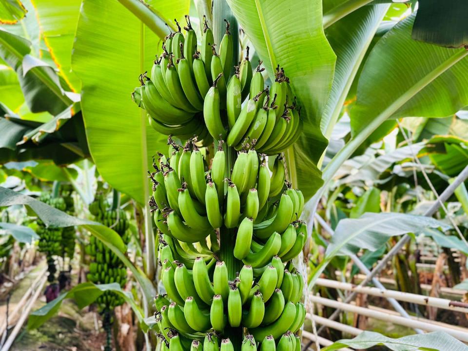 Túrkistan oblysynda jylyna 1000 tonna banan ósiriledi