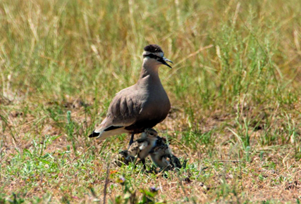 Ertegi qusy elde júr...
