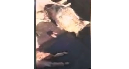 Qyzylorda oblysynda belgisiz jyrtqysh maldy jaıratyp júr