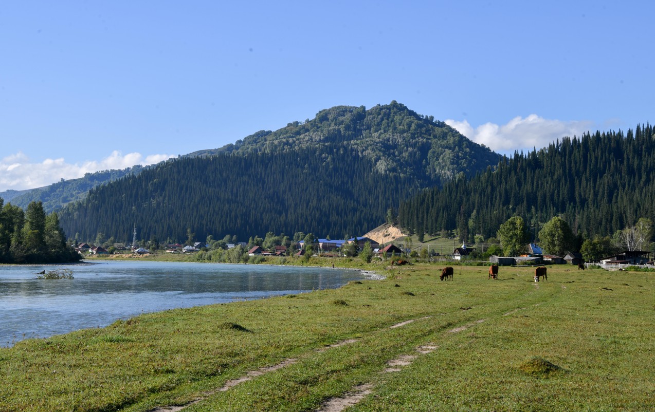 Bereke belsendige bitedi