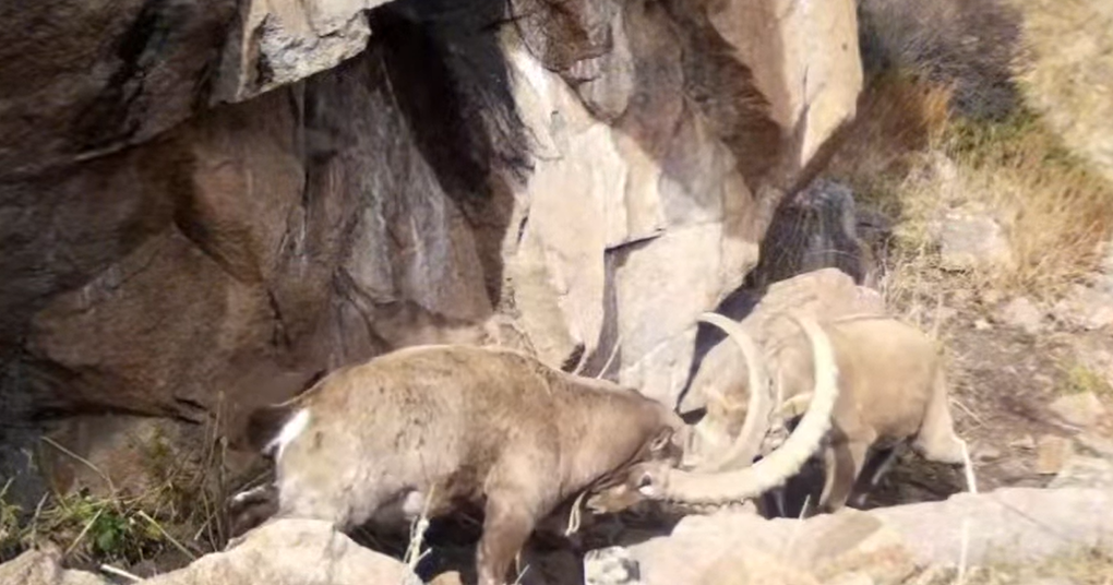 Ile-Alataý parkinde sibir taýeshkisi men jabaıy qaban fototuzaqqa túsip qaldy