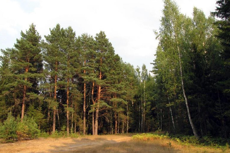 Ormanymyz ortaımasyn desek...