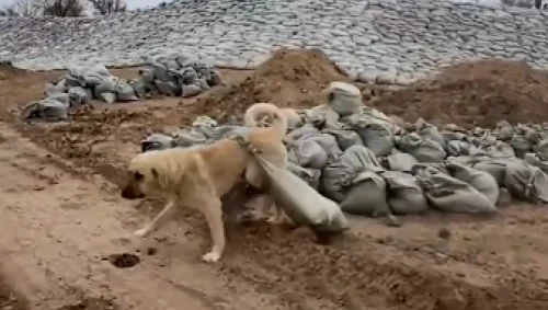 Sý tasqyny kezinde bóget salýǵa kómektesken ıtti atyp ketken