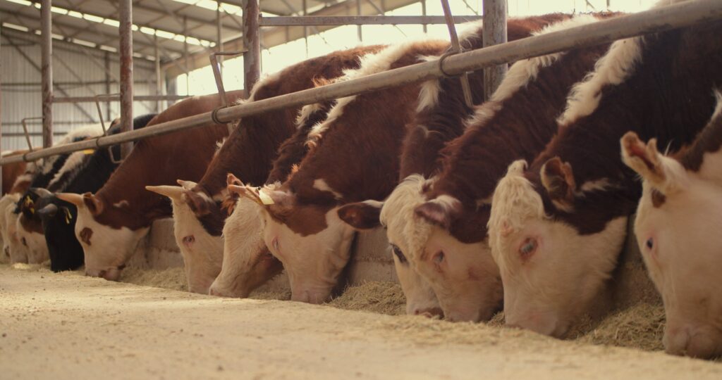 Qazaqstannyń eksporttyq-kredıttik agenttigi óńirlik bızneske qandaı qoldaý kórsetip jatyr