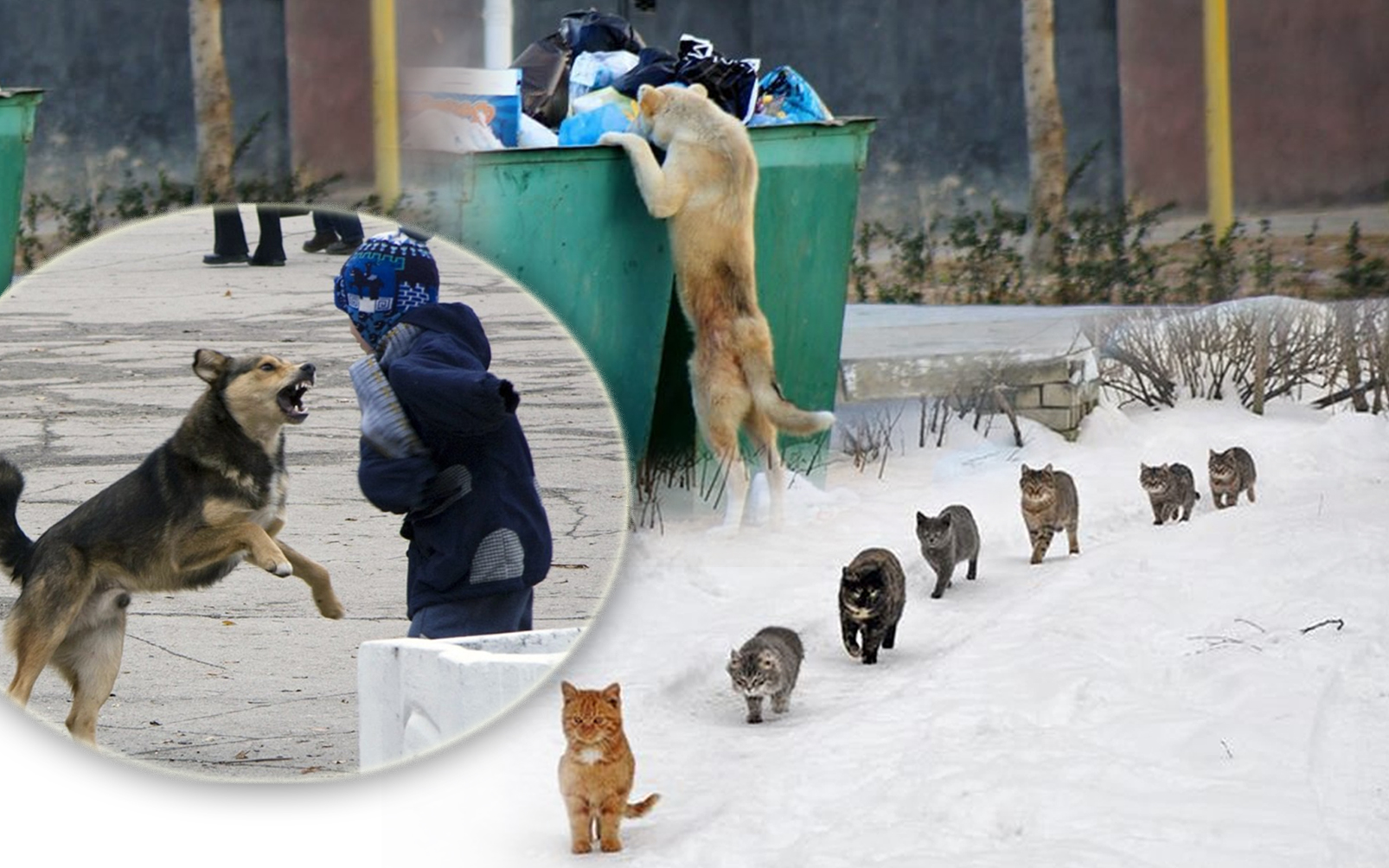 Qaraýsyz ıt – qaýipti