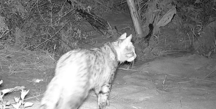 Qostanaı aýmaǵynda alǵash ret dala mysyǵy baıqaldy