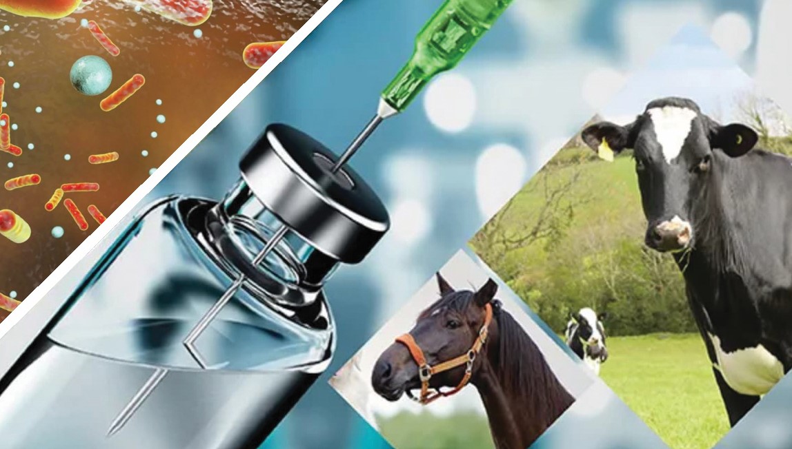 Sibir jarasynyń saldary