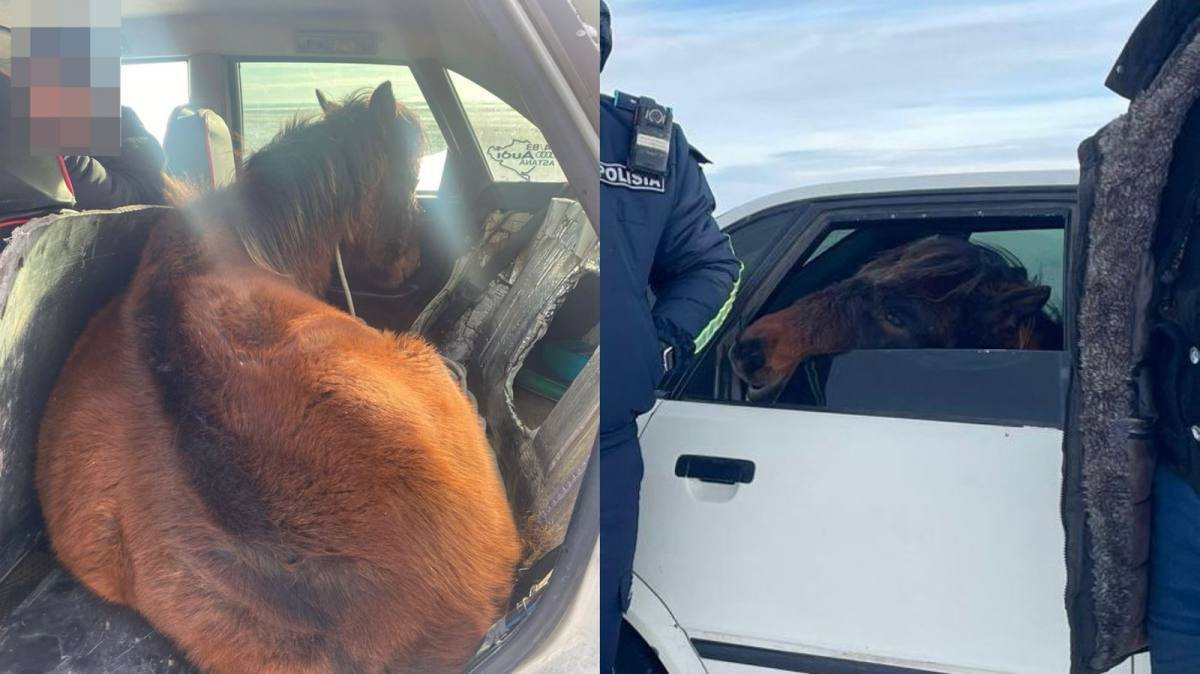 Kólikke jylqy tıep alǵan Qaraǵandy turǵyny ustaldy