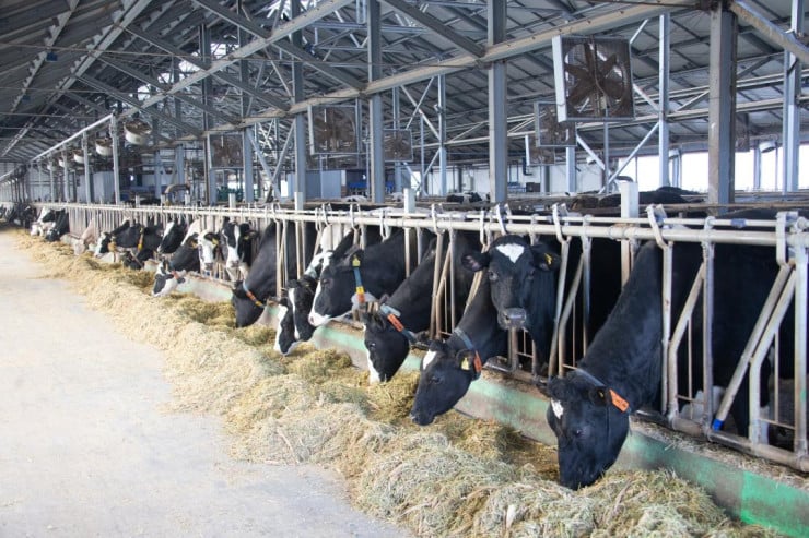 Jetisýda mal basy 2,5 mıllıonǵa jetken