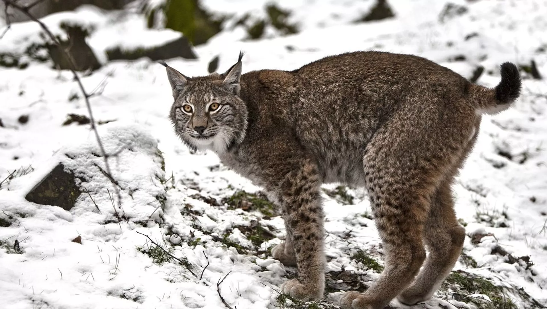 «Býrabaı» parkinde sileýsin fototuzaqqa ilindi