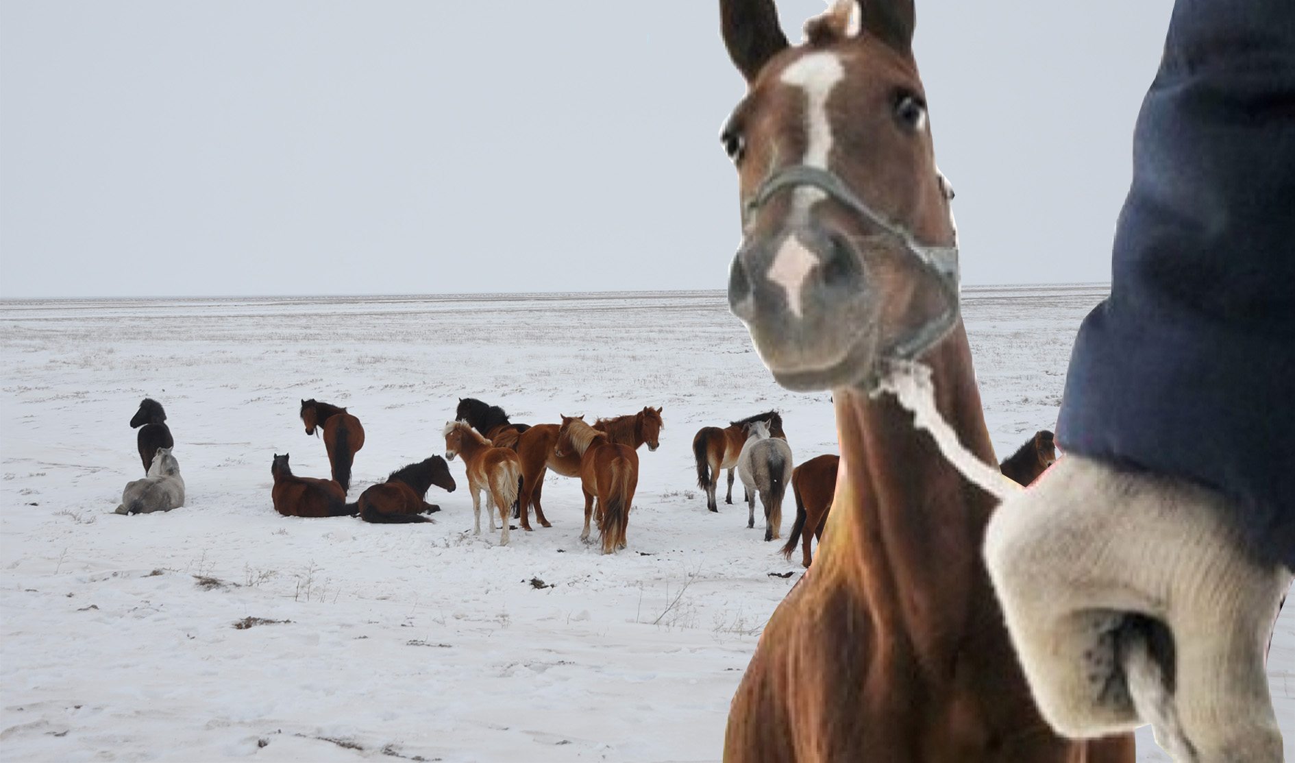 Mal urlyǵy tyıylmaı tur