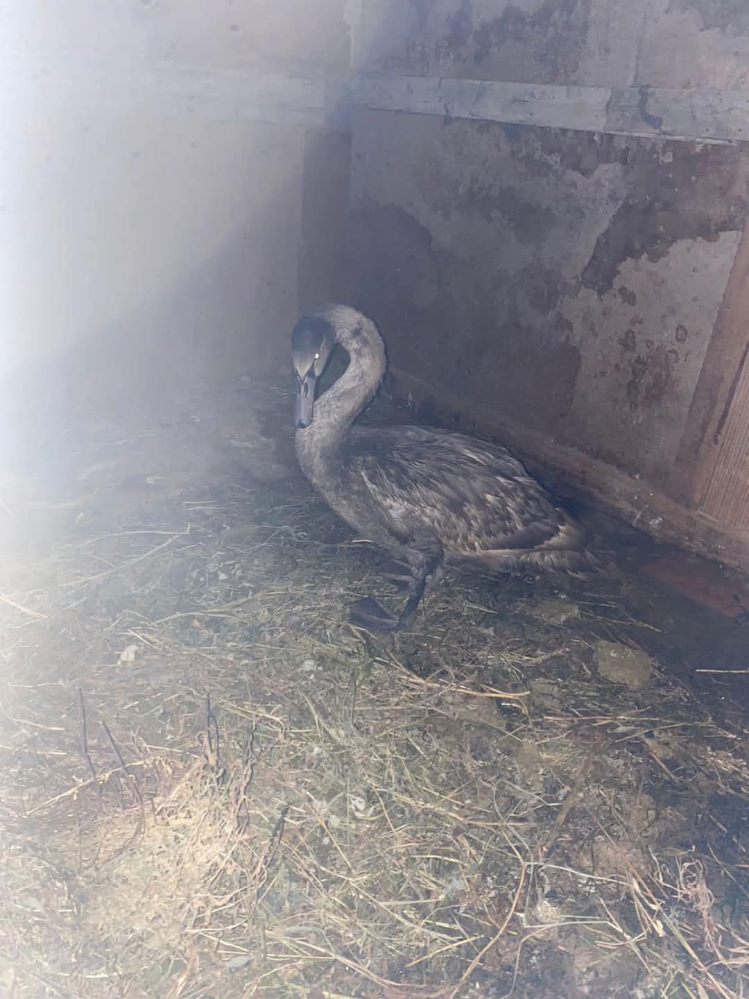 Aqqý tabıǵı ortaǵa jiberildi