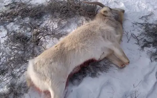 Qyzylordada brakonerler ustaldy