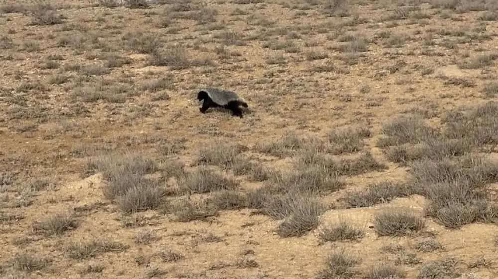 Ústirt qoryǵynda ıtaıý fototuzaqqa ilindi