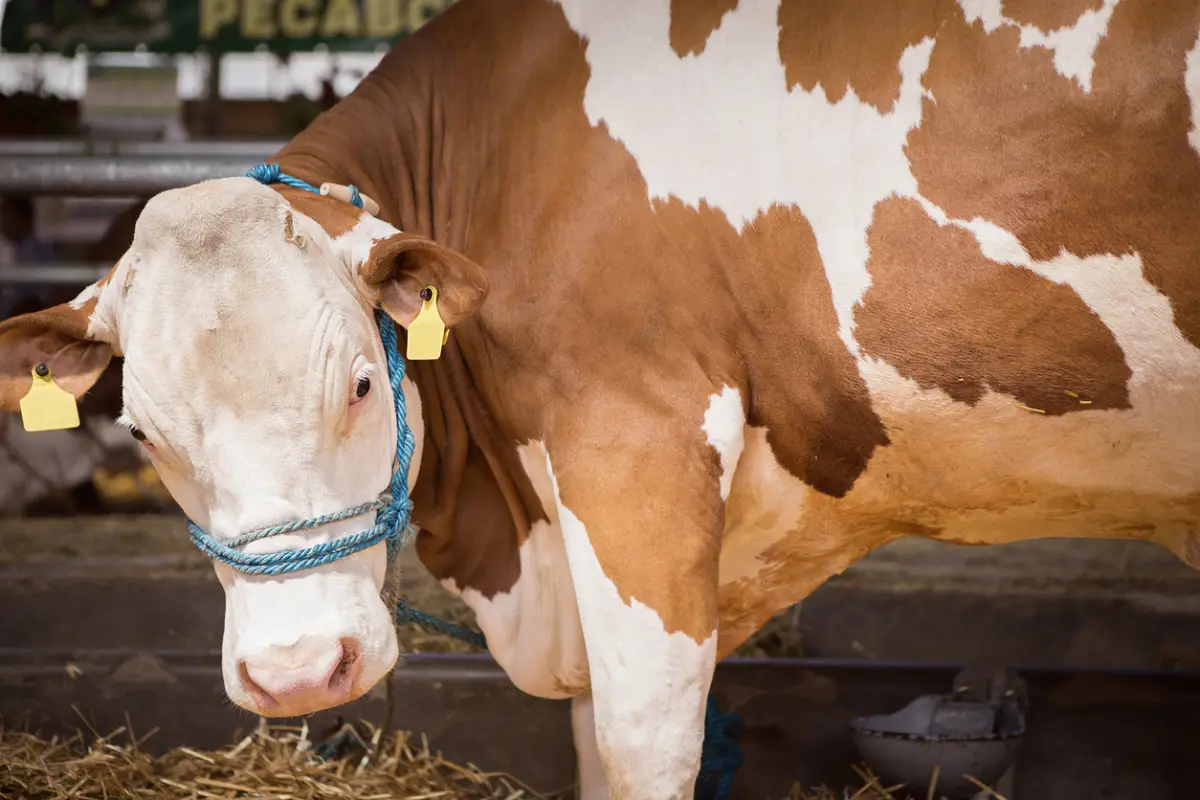 SQO-da jumysshyny buqa súzip, mert qyldy