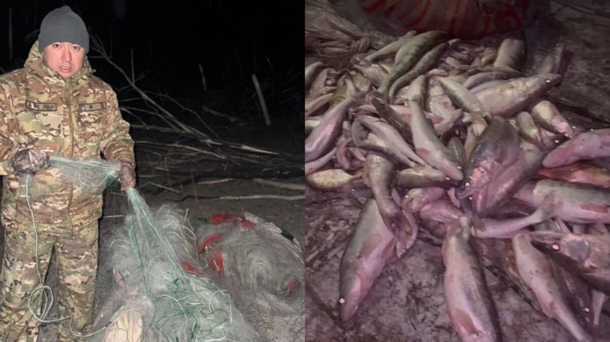 100 keli balyq: Jetisýda brakoner ustaldy