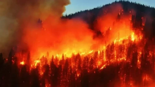 Los-Andjeleste orman órti órship tur