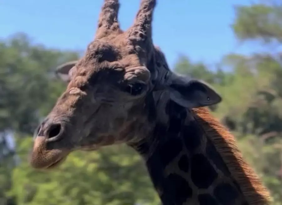 Almaty zoobaǵynda bılet baǵasy ózgerdi