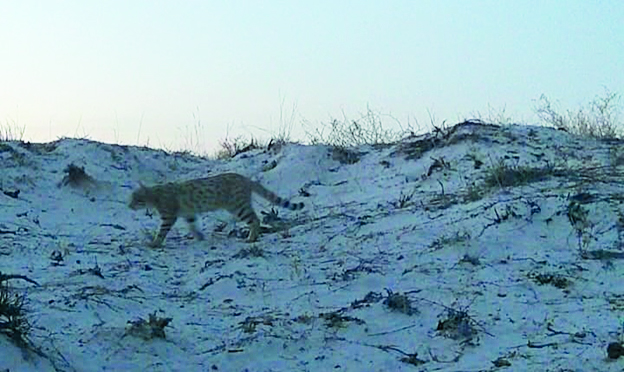 Jylynýdyń janýarlarǵa áseri