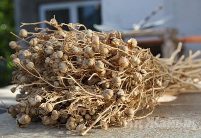 Reseı shekarasynan adyraspan ótkizýge tyıym salyndy