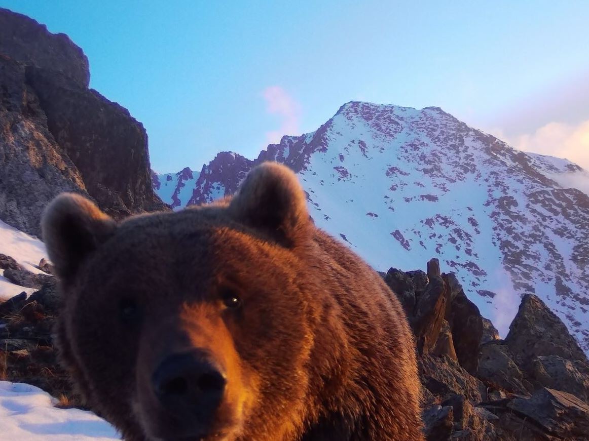 Qatonqaraǵaıda qońyr aıý fototuzaqty syndyryp ketken