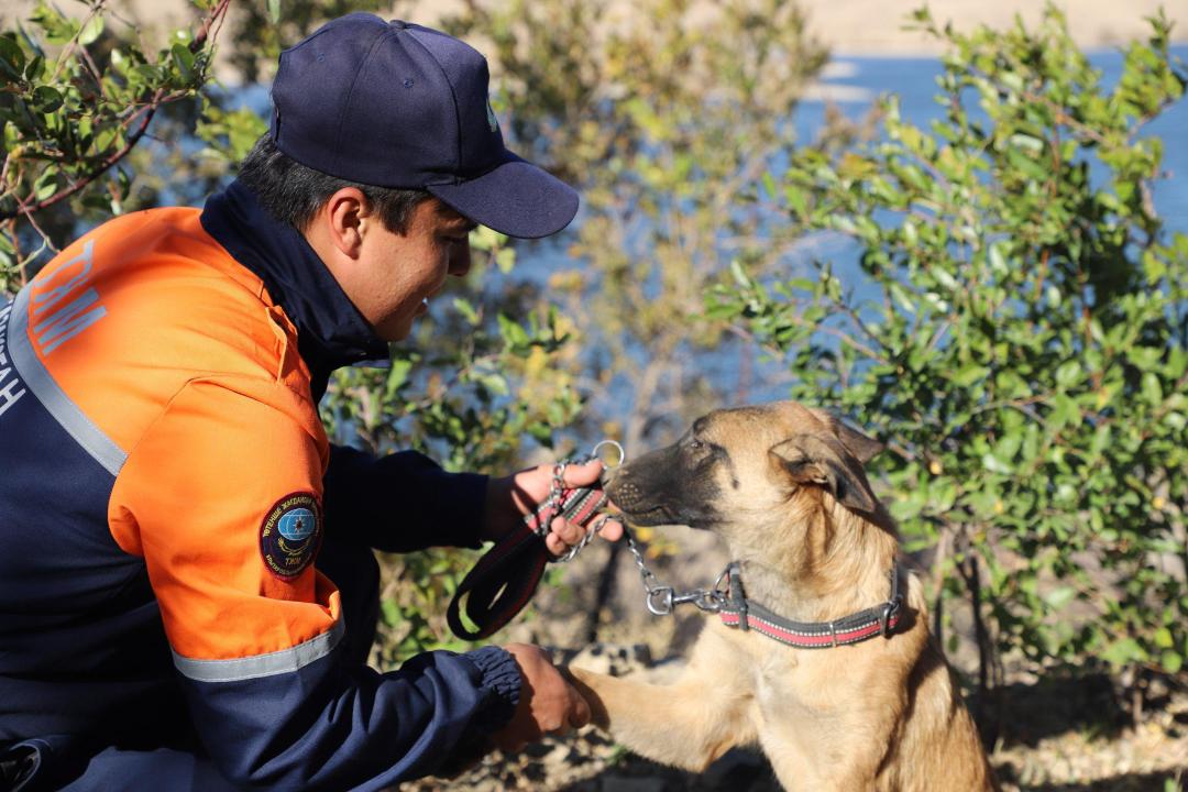 TJM qatarynda 61 qutqarýshy ıt qyzmet etedi