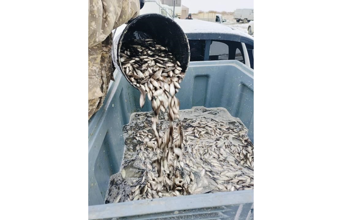 Jaıyqqa 1,8 mln balyq shabaǵy jiberildi