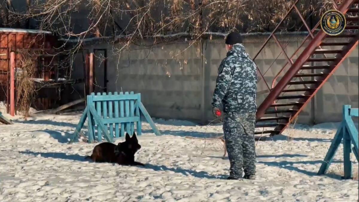 Pavlodarda qyzmettik ıtterdiń kómegimen 258 qylmys ashylǵan