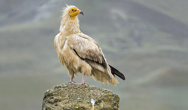 Jurtshy jyl qusy bolyp tańdaldy