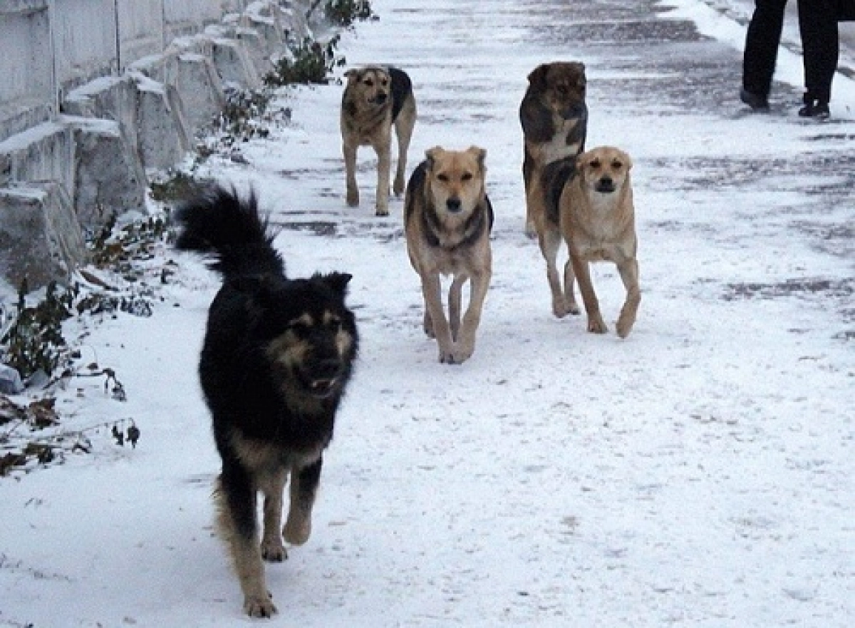 О́skemende qańǵybas ıtter balany qaýyp aldy